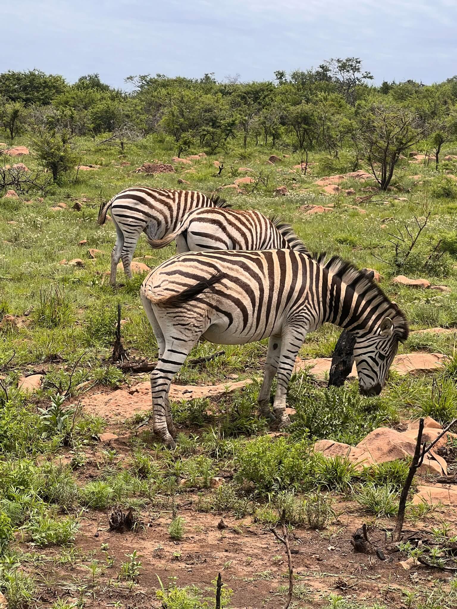 zebra