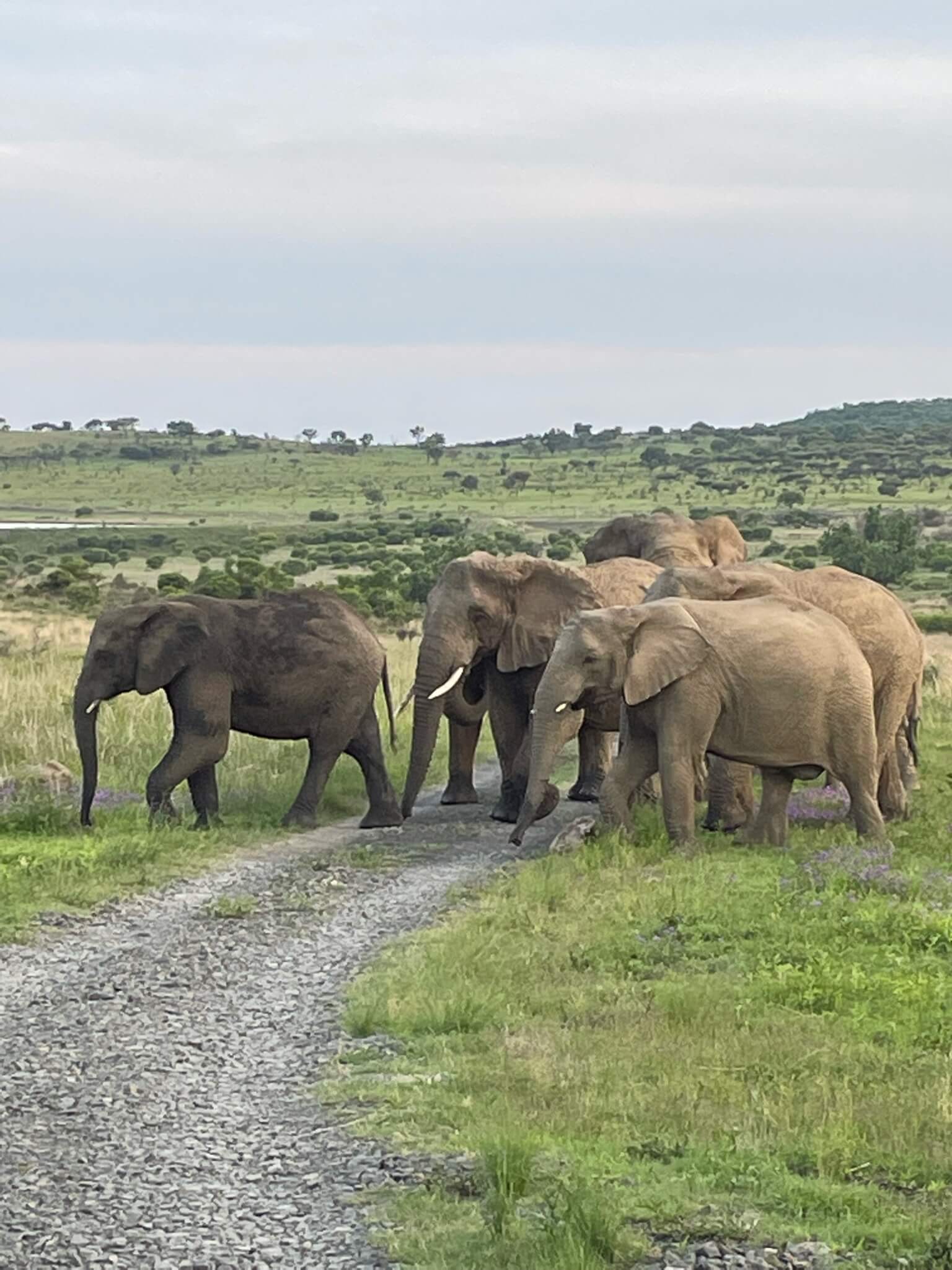 elephants